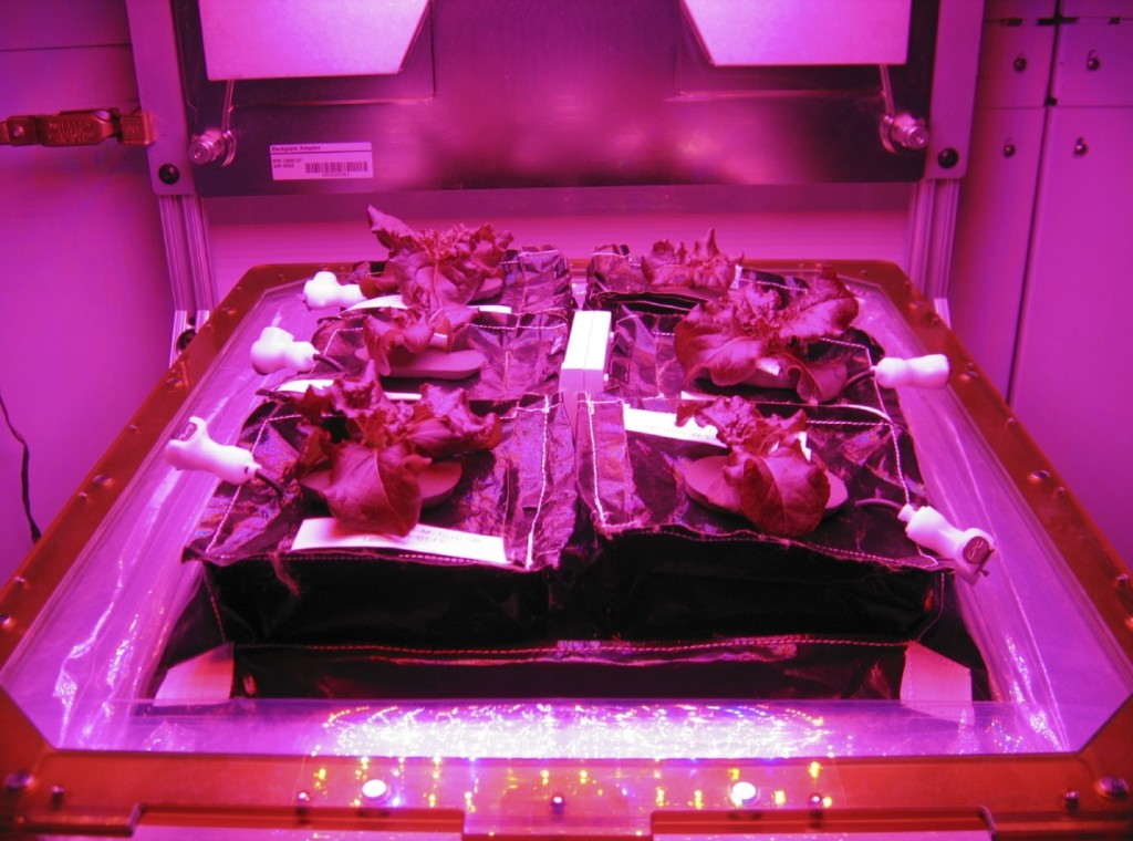 NASA Veggie Farm