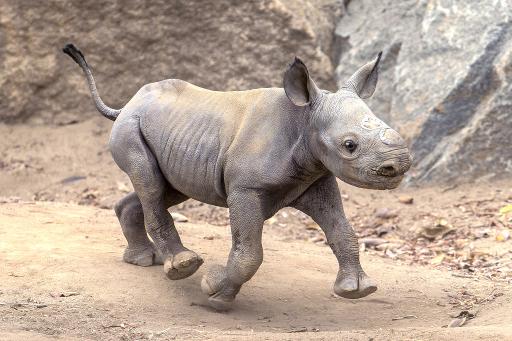 Black Baby Rhino